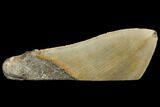 Serrated, Fossil Megalodon Tooth Paper Weight #130865-1
